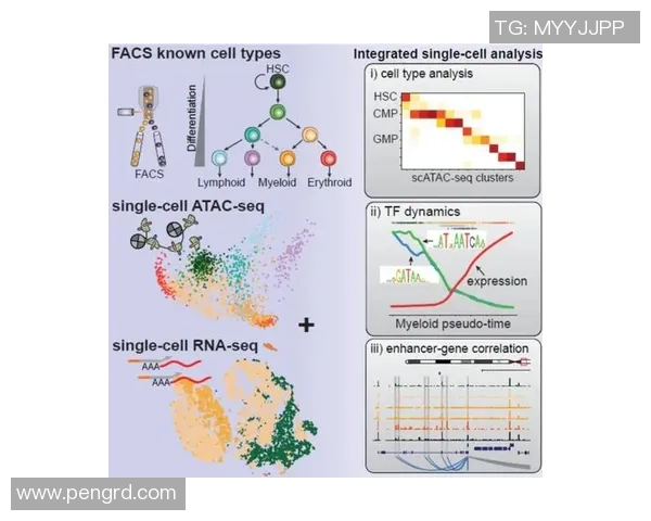 西安排球队技术分析与战术创新的深度探讨与启示